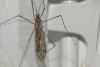 Tipula obsoleta